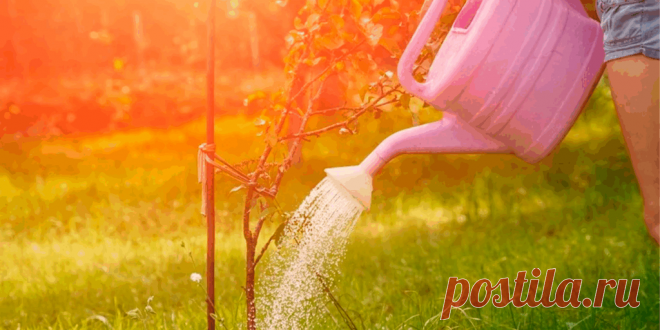 Как сад подготовить к зиме