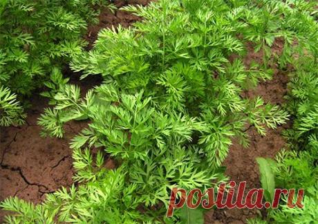 Еще способы посева моркови 
Как правильно сажать морковь? В чем проблема, скажете вы, были бы семена. Вы, как всегда, оказались правы. :) Главное, чтобы посев моркови не превратился в нудный и трудоемкий процесс. Придумано мног…