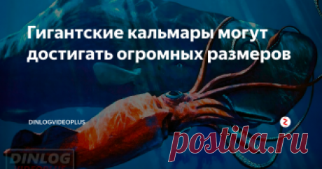 Гигантские кальмары могут достигать огромных размеров Только недавно эти, полумифические обитатели морских глубин, окончательно были признаны наукой. Редкое и загадочное беспозвоночное животное обитает слишком обособленно, чтобы его можно было часто наблюдать, что делает видеозапись, демонстрирующую Архитеутиса в естественной среде, еще более ценной.