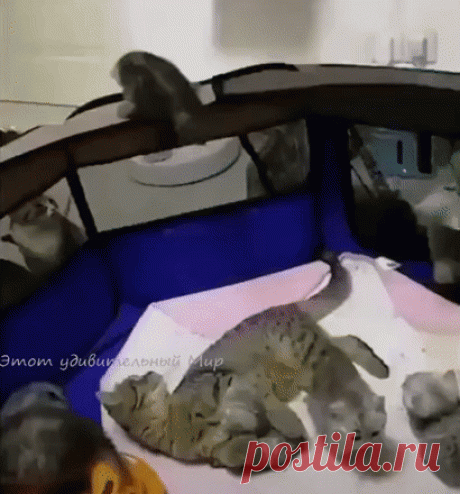 Мама есть мама...