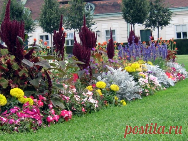 Английские коттеджные рабатки