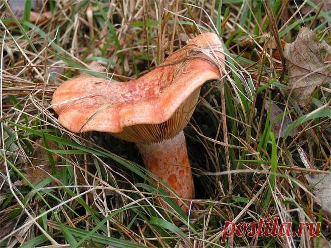 Рыжик (Рыжик настоящий) (Lactarius deliciosus)