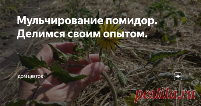 Мульчирование помидор. Делимся своим опытом.     Вот и подошел момент высаживания рассады наших многострадальных томатов на ПМЖ в открытый грунт, говоря по-простому – на грядки.    Весна теплом не баловала, помидоры получились переростками. Только-только миновала угроза возвратных заморозков и было принято волевое решение – пора сажать.    Буквально в конце мая мы высадили рассаду болгарского перца, помидоры были следующими. И тут возник вопрос – мульчировать томатную расс...