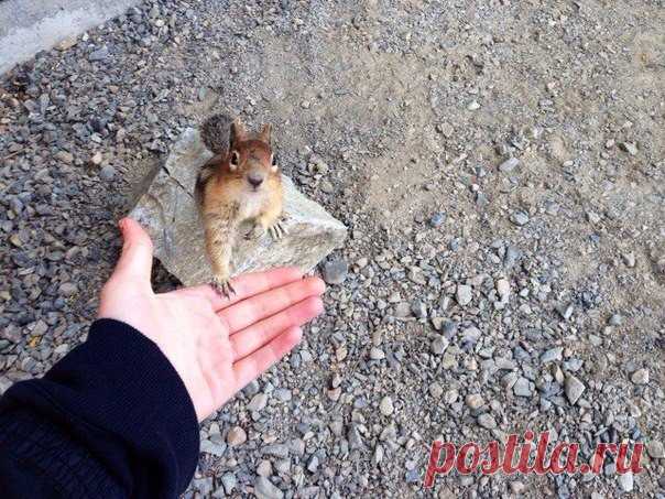Доверие