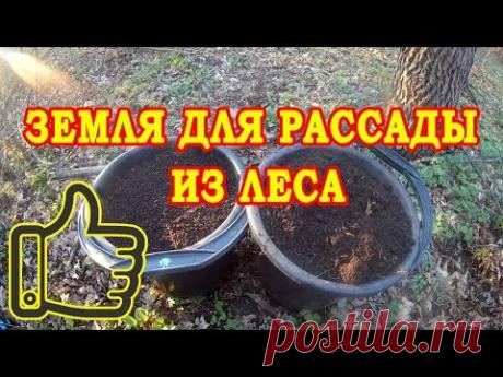 ЗЕМЛЯ ДЛЯ РАССАДЫ ИЗ ЛЕСА. ОТЛИЧНЫЙ ГРУНТ