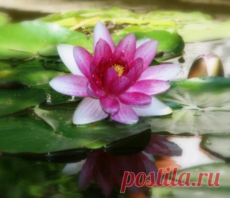 Присылайте ваши фото для нашей рубрики Фото дня Тема ВОДЯНАЯ ЛИЛИЯ Фотки должны быть свои не скопированные в интернете!! С участника — ОДНО фото! Фото выбирается по лайкам! Флуд запрещен! Жду ваших фотографий!😊