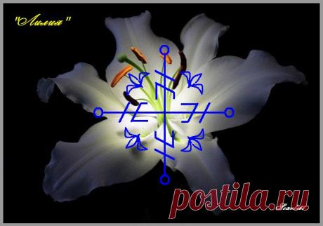 Став Лилия. Автор Scarlett