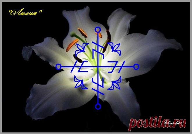 Став Лилия. Автор Scarlett