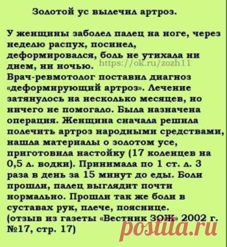Золотой ус вылечил артроз