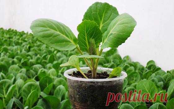 Полезные советы, чтобы вырастить цветную капусту в условиях открытого грунта