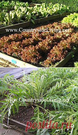 Огород без перекопок - высокие грядки. Овощи на высоких грядках