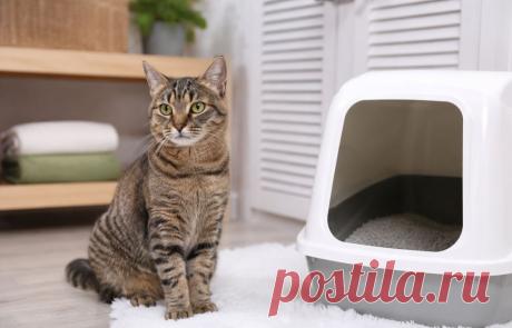 Кошка начала ходить в туалет мимо лотка? 🐱💦
Это не «вредность», а сигнал: стресс, здоровье или неудобный лоток.

Разбираем все причины и даём понятные решения, как вернуть привычку без наказаний и нервов 🧠✨

#кошки#котики#уходзаживотными#кошачийлоток#питомцы#ветеринар#кошкидома
Изображение от ChatGPT