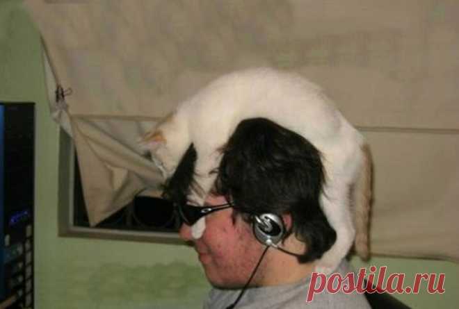 Юмор с пушистым хвостом! Подборка фото для поднятия настроения: в объективе смешные котики! | 😺 ПетКлаб | Яндекс Дзен