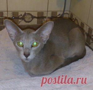 Спасение зачумленной сиротки, кошки ориенталки - Хвостатые байки