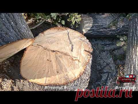 Перловка Яузская аллея Вырубка деревьев рядом с РУКом
