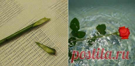 Стиль жизни: 10 трюков, которые помогут надолго сохранить свежесть цветов в вазе…