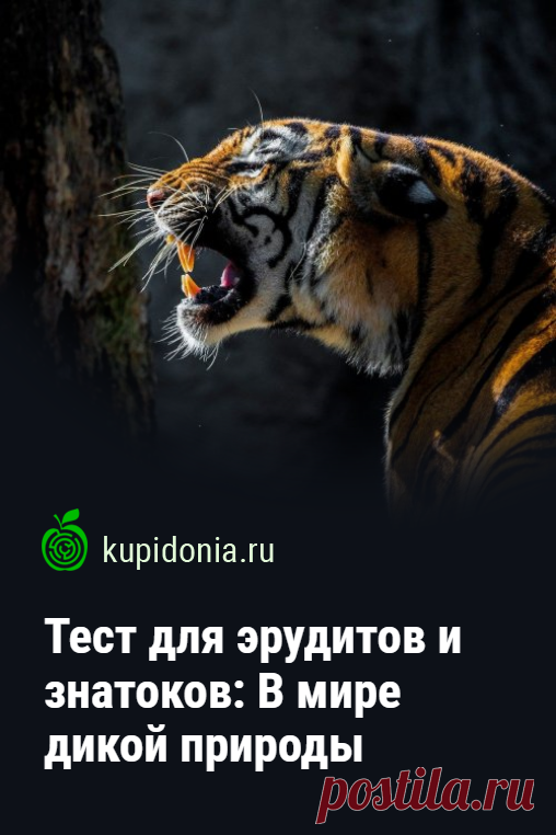Тест для эрудитов и знатоков: В мире дикой природы. Познавательный тест про дикую природу, состоящий из 25 интересных вопросов разной сложности. Проверьте свои знания!