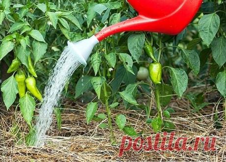 Лучшие подкормки для перца , в период роста и развития.Урожай растет на глазах! | Блог садовода | Яндекс Дзен