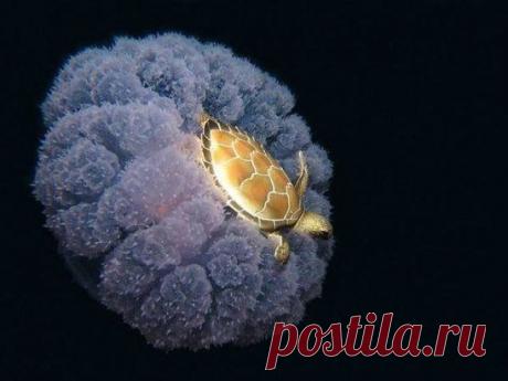 Черепаха, верхом на медузе.