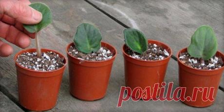 Перлит и вермикулит в чем разница