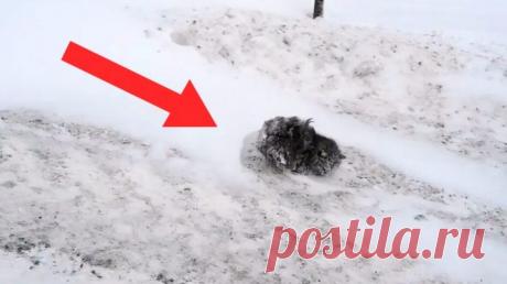 ВСЕ ПРОЕЗЖАЛИ МИМО ПРИСЫПАННОГО СНЕГОМ КОМКА ШЕРСТИ, И ЛИШЬ ОДИН ОСТАНОВИЛСЯ – Лап-Ушки.com – любимые животные