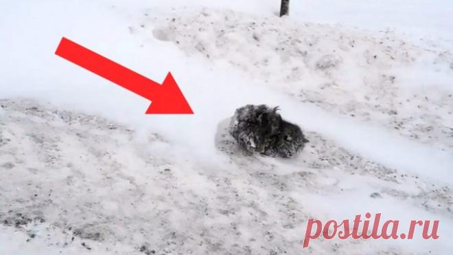 ВСЕ ПРОЕЗЖАЛИ МИМО ПРИСЫПАННОГО СНЕГОМ КОМКА ШЕРСТИ, И ЛИШЬ ОДИН ОСТАНОВИЛСЯ – Лап-Ушки.com – любимые животные