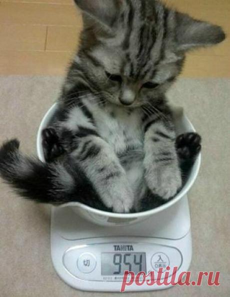 Маленький ещё умещается в галоше и его можно взвесить на весах.