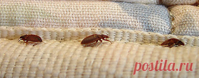 ОНА РАСПЫЛИЛА СПИРТ НАД КРОВАТЬЮ. ТО, ЧТО ПРОИЗОШЛО ДАЛЬШЕ — МЕНЯ БЕЗМЕРНО УДИВИЛО! - pro100soveti.ru