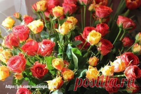 3 основных этапа по уходу за розами летом