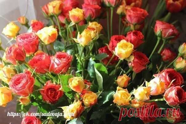 3 основных этапа по уходу за розами летом