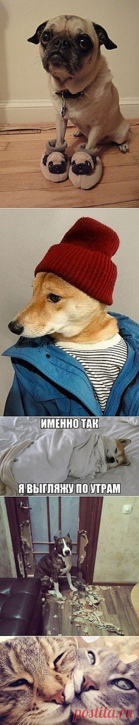 Умиление взора