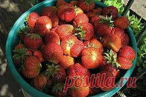 Как ухаживать за клубникой весной — Рутвет