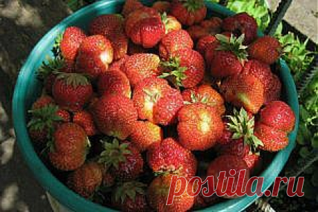 Как ухаживать за клубникой весной — Рутвет