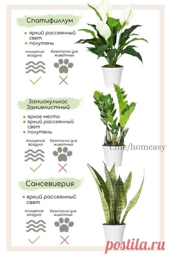 (50) Pinterest