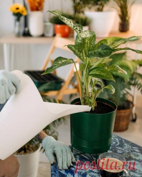 Из-за чего вянут ваши комнатные растения, и как это исправить — Домашние заботы