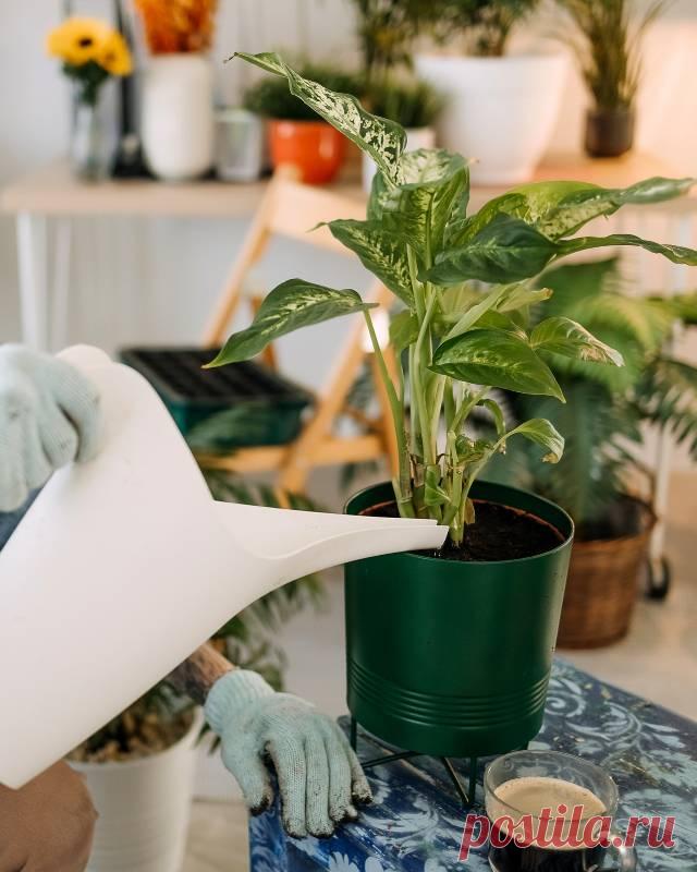 Из-за чего вянут ваши комнатные растения, и как это исправить — Домашние заботы