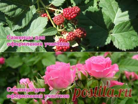 Rose.kz - интернет магазин цветов - розы, букеты, саженцы роз