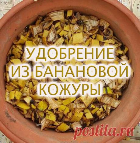 Банановая кожура – это не только ненужные кухонные биоотходы.  Из нее можно получить большую практическую выгоду. Банановое удобрение эффективно используют для питания садовых и горшечных растений, отпугивания тли. 

 Кожура, как и мякоть, помимо витаминов, аминокислот и антиоксидантов, содержит много калия, поддерживающего здоровое развитие растения, устойчивость к вредителям, болезням, необходимую для роста и развития плодов.  

 Как приготовить удобрение из банановой ко...