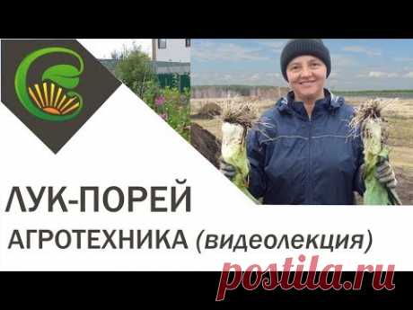 Лук-порей, агротехника выращивания, видеолекция