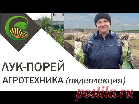 Лук-порей, агротехника выращивания, видеолекция