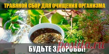 Травяной сбор для очищения организма | Полезные советы