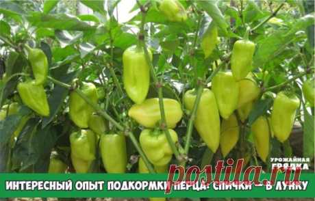 ИНТЕРЕСНЫЙ ОПЫТ ПОДКОРМКИ ПЕРЦА: СПИЧКИ – В ЛУНКУ
Не всякий совет по выращиванию той или иной культуры найдешь в книге. Интересный опыт подкормки перца, полученный от бабушки.
Мое увлечение дачей началось давно. Сначала приезжала в гости к дедушке и бабушке, потом привозила на каникулы своих детей. Теперь на пенсии, поэтому все лето провожу за городом. Каждый год выращиваю весь «дачный набор овощей». На моих грядках всегда растут лук, чеснок, петрушка, огурцы, кабачки, тыква, томаты. И все же
