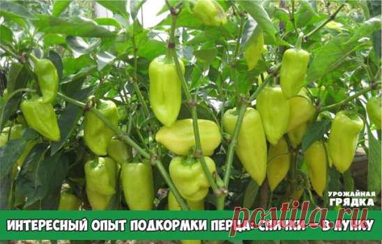 ИНТЕРЕСНЫЙ ОПЫТ ПОДКОРМКИ ПЕРЦА: СПИЧКИ – В ЛУНКУ
Не всякий совет по выращиванию той или иной культуры найдешь в книге. Интересный опыт подкормки перца, полученный от бабушки.
Мое увлечение дачей началось давно. Сначала приезжала в гости к дедушке и бабушке, потом привозила на каникулы своих детей. Теперь на пенсии, поэтому все лето провожу за городом. Каждый год выращиваю весь «дачный набор овощей». На моих грядках всегда растут лук, чеснок, петрушка, огурцы, кабачки, тыква, томаты. И все же