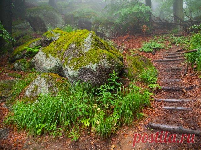 4 мифа о лишайниках, в которые мы часто верим