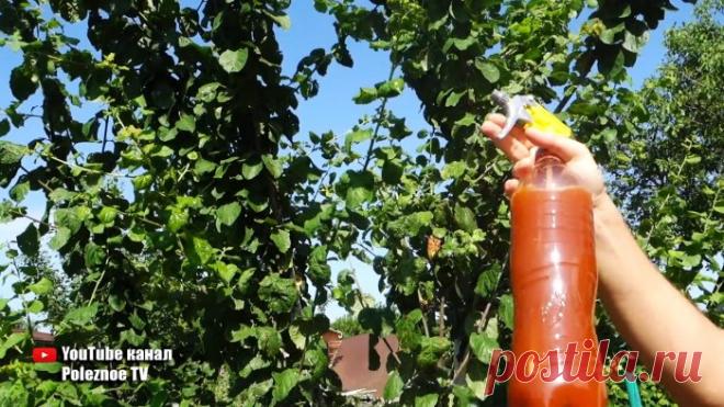 Тля боится этого средства как огня, спасаем деревья без химии