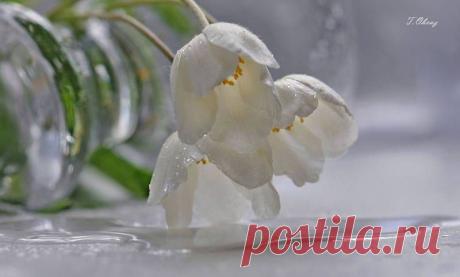 Тюльпаны белые