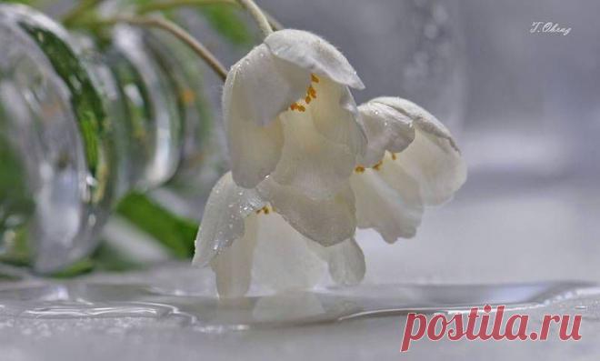 Тюльпаны белые