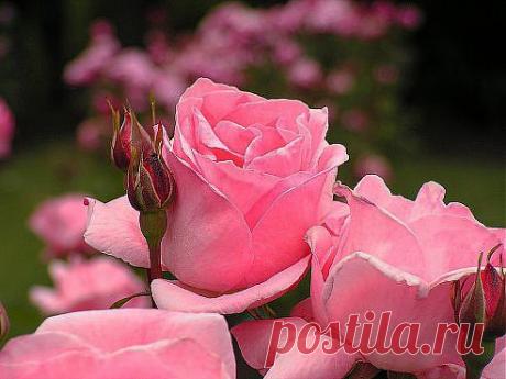 (58) Одноклассники