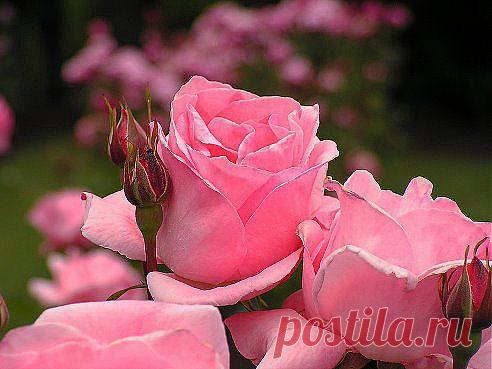 (58) Одноклассники