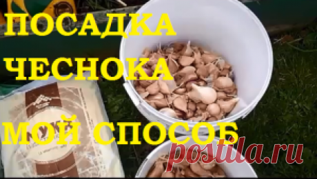 Посадка чеснока. Мой проверенный способ! — 6 соток